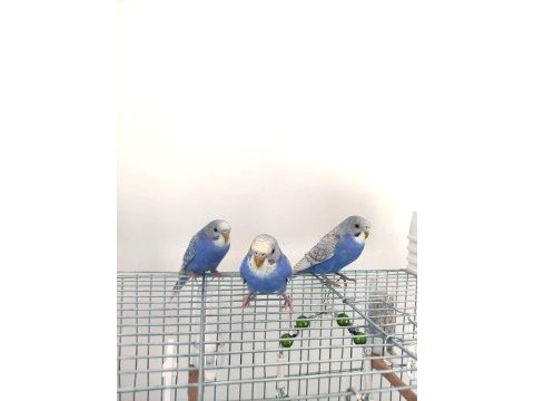 4 adet sağlıklı yavru muhabbet kuşları