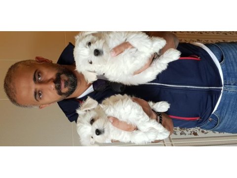 Super kalite süper fiyatlara orjinal maltese yavrular