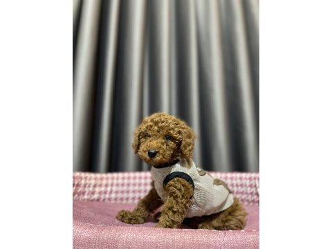 2.5 aylık toy poodle