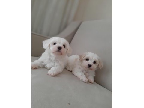 Maltese terrier yavru