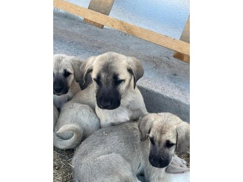 2 aylık erkek dişi orjinal sivas kangalları