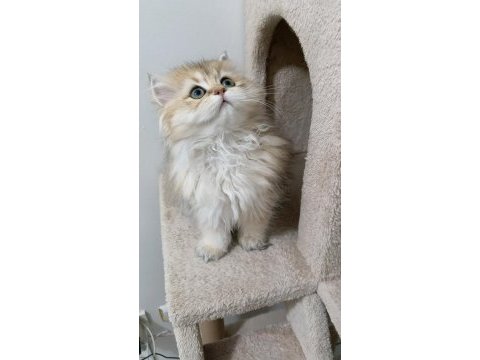 British longhair ny 12