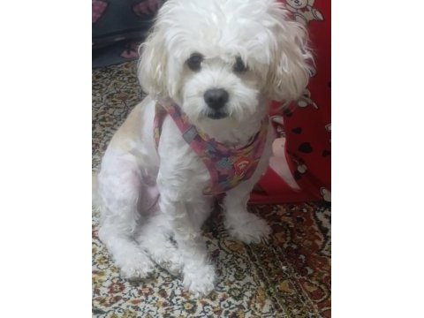 Maltipoo cinsi 5 yaşında dişi