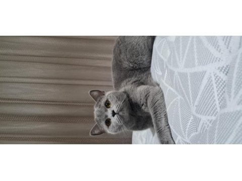 British shorthair dişi kedimiz