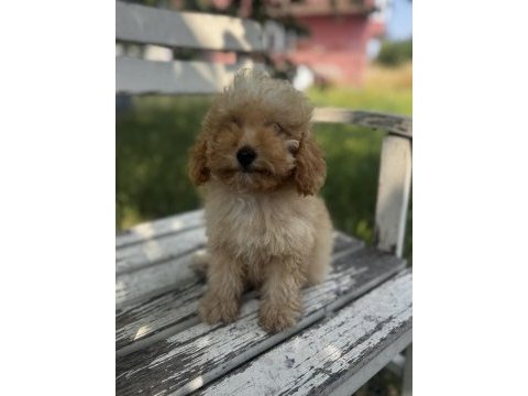 Kıvır kıvır f1 maltipoo