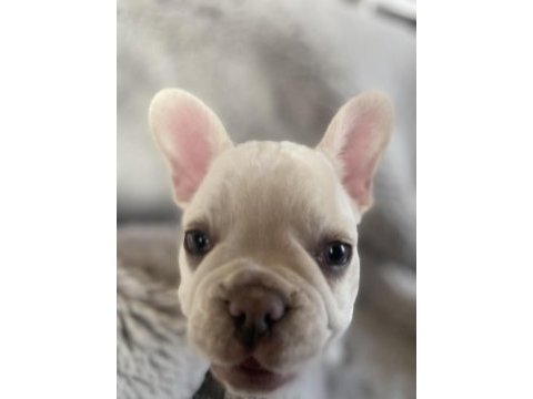 French bulldog özel bir renk ve karakter