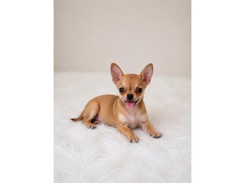 Irk ve sağlık garantili mini bardak köpek şivavalar