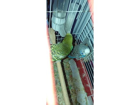 Şahane uygun fiyatlı damızlık çift muhabbet kuşları
