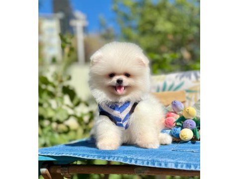 Boo pomeranian ayi surat yavrular