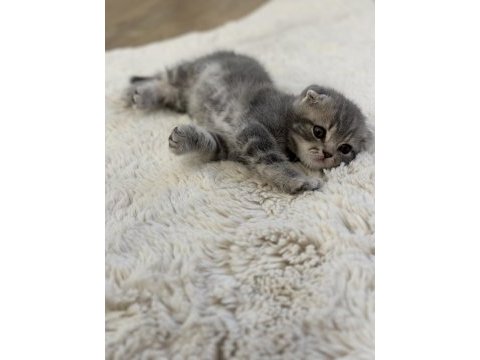 2 aylık yavru scottish fold erkek