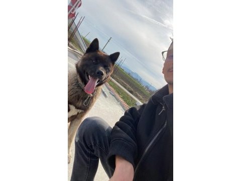 Amerikan akita 1,5 yaşında