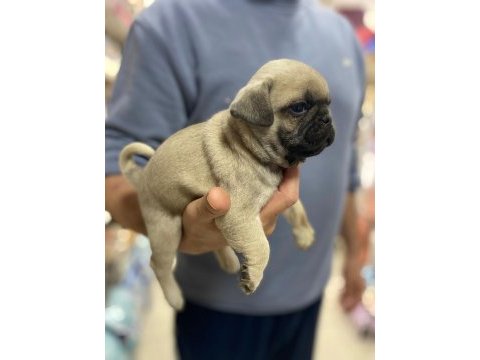 Pug (rıfkı) bebekler