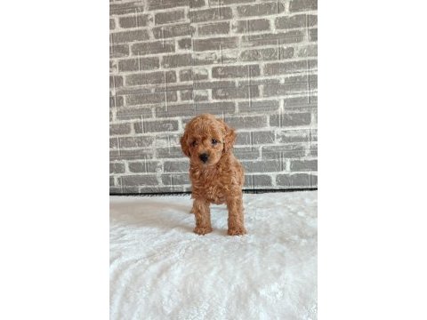 Wc eğitimli tüy dökmeyen toy poodle