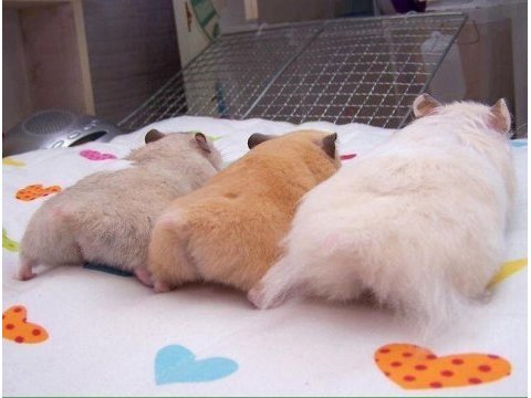 Her ırk hamster bebek ve malzemeleri adrese teslim mevcut