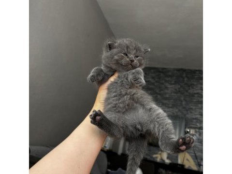 Kaliteli british shorthair bebekler