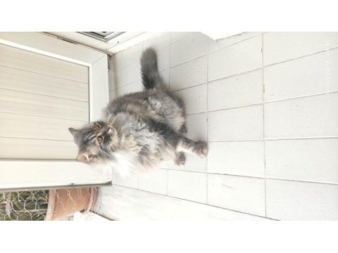 2 yaş kısır çipli aşılı british longhair erkek