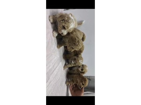 Maltipoo bebekleri