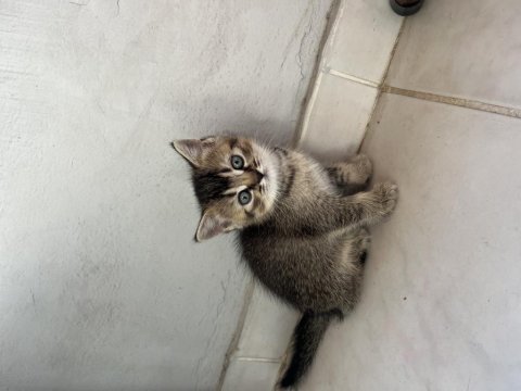 British shorthair yavru kediler