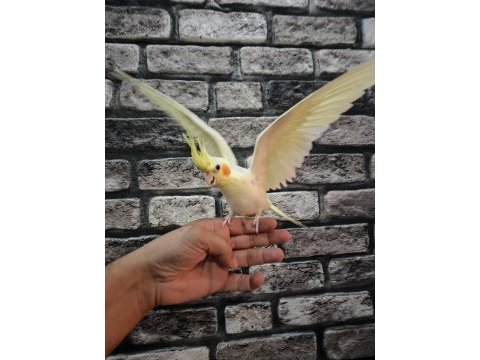 İnsan aşığı sultan papağanı yavruları