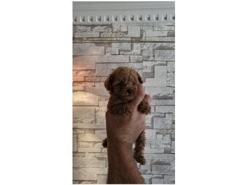 Sağlık ve ırk garantili poodle yavrularımız