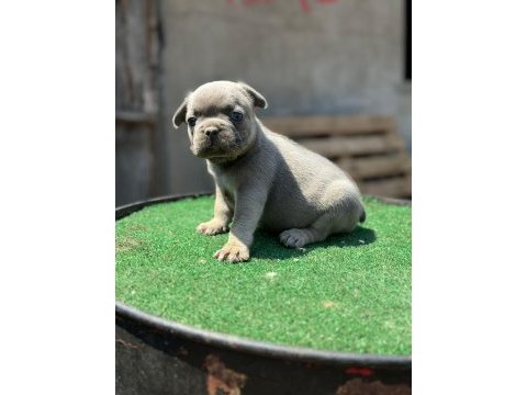 Teslim hazır izabella+flufy carrier french bulldog yavrular