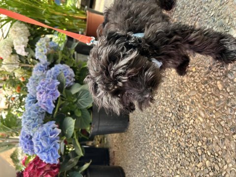 Bütün aşıları tam 4 aylık yavru maltipoo