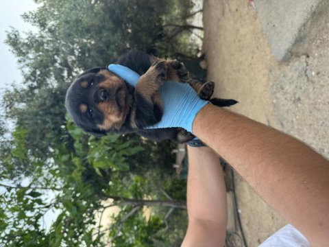 Üst düzey koca kafa rottweiler yavruları
