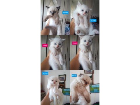 Scottish fold ve british shorthair kedimiz