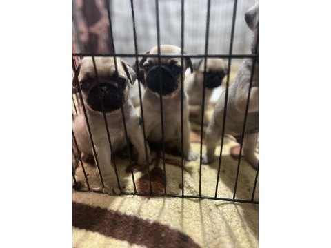 Anne altından sağlıklı sevimli orjınal pug yavruları