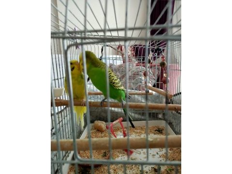 Jumbo muhabbet kuşu çiftiyle beraber