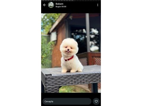 Pomeranian boo yavrumuz ırk ve sağlık garantili