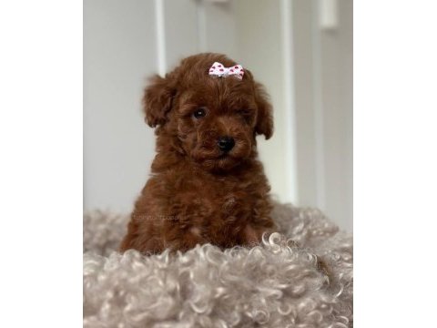 Yavru toy poodle 