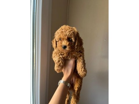 Toy poodle yavrularımız