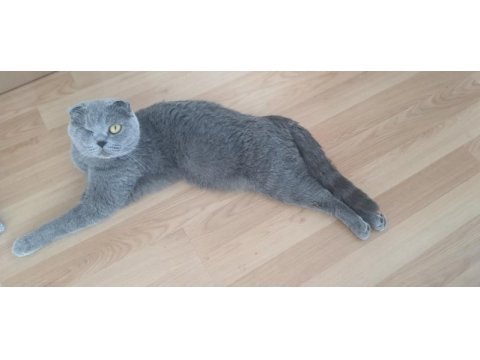Sıfır kulak scottish fold 3 yaşında