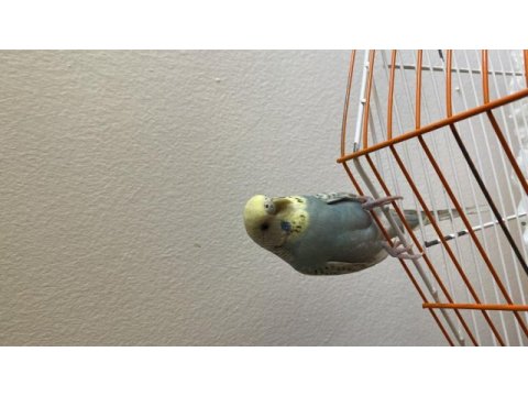 Muhabbet kuşu lutino açık yeşil ve mavi