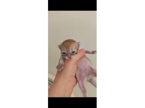 Safkan blh british longhair golden by11 yavru