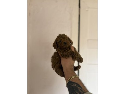 Kilo garantili toy poodle bebekler