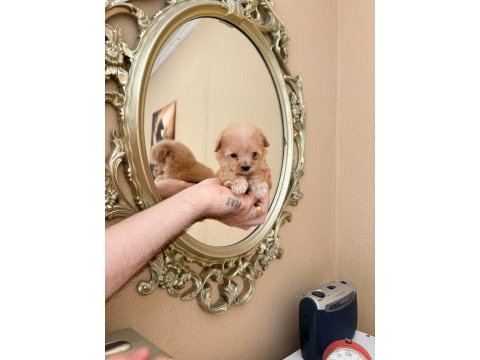 Teacup maltipoo bebekler