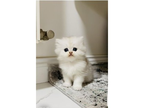 Fazlasıyla aşk içeren bir erkek bebek kedimiz