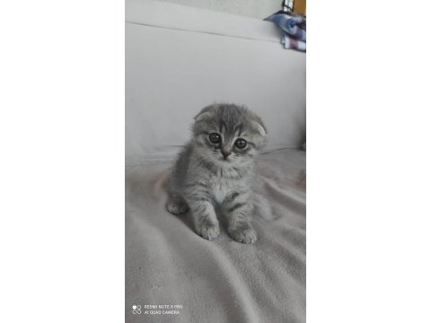 British shorthair aşıları tam