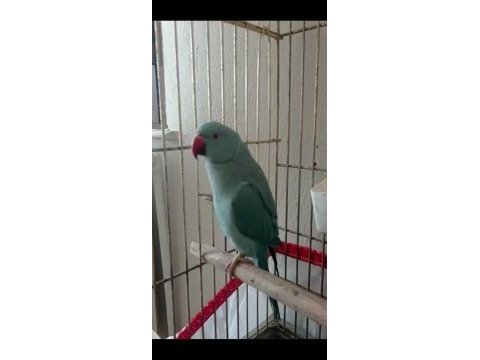 Evcil erkek pakistan papağanı
