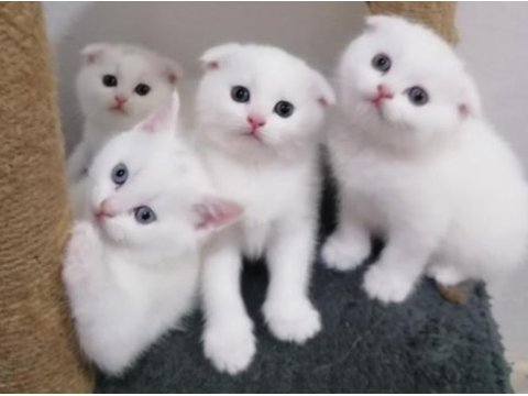 Orjinal safkan şecereli fold ve british shorthair yavrular