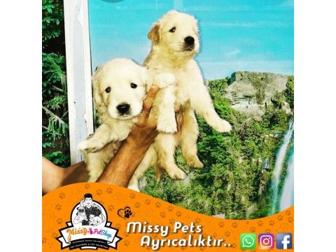 Golden retriever (baby face)