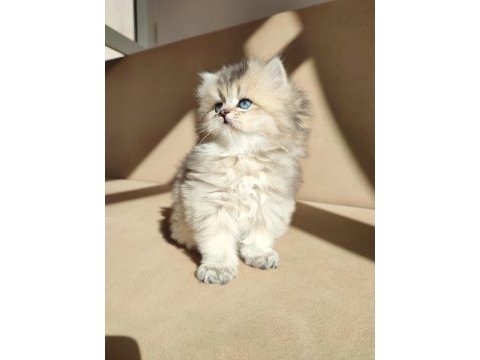 Harika british longhair yavruları