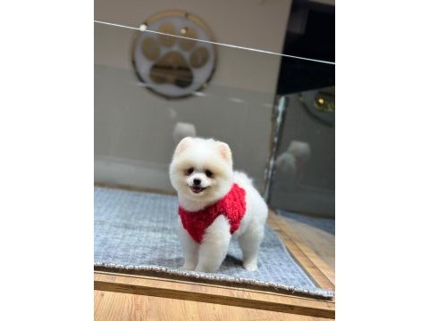 Sağlık ve ırk garantili pomeranian