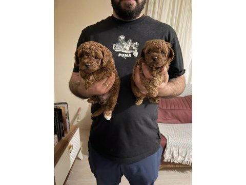 A kalite poodle bebekler