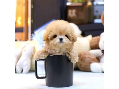 Maltipoo bebeklerim kore bebek