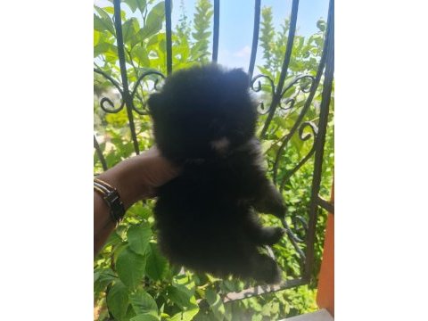 Çok tatlı henüz yavru aşılı pomeranian