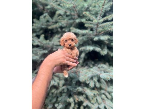 Sağlık garantili maltipoo yavrumuz
