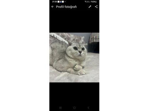 Scottish fold kedisi